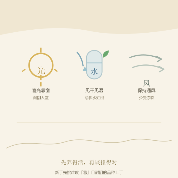 植物养护三件事:光照、浇水与通风