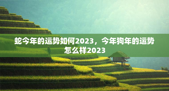 蛇今年的运势如何2023，今年狗年的运势怎么样2023