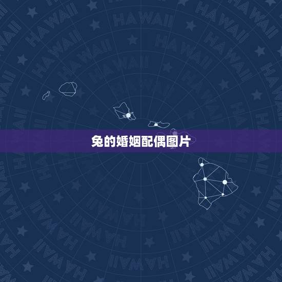 兔的婚姻配偶图片(讨论兔子的婚姻观念及配对方式)