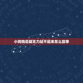 小狗狗后腿无力站不起来怎么回事(如何帮助你的宠物恢复健康)