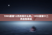 1995属猪12月的是什么命，1995属猪十二月出生命运