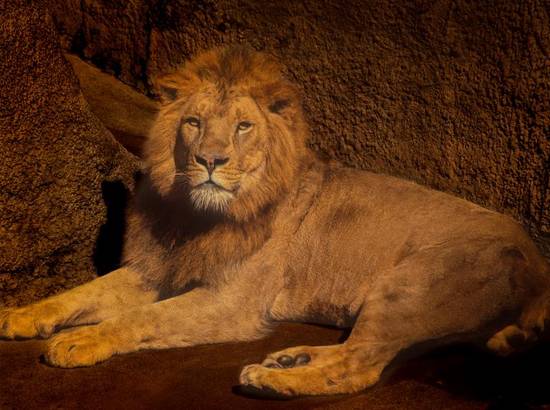 狮子座座今日运势查询座(好运连连财运亨通)