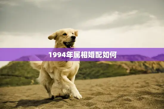 1994年属相婚配如何(解析属狗人的姻缘)