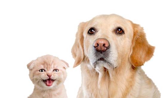 1994年属相婚配如何(解析属狗人的姻缘)