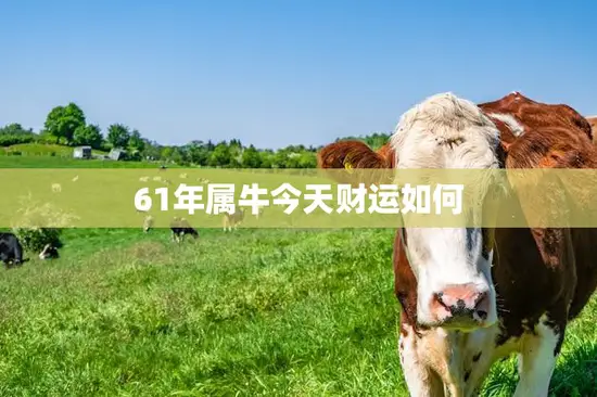 61年属牛今天财运如何(财运亨通财源滚滚来)