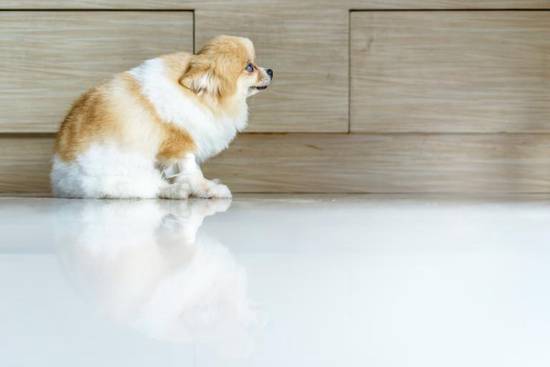 94年属狗的是什么命女(命运如何)