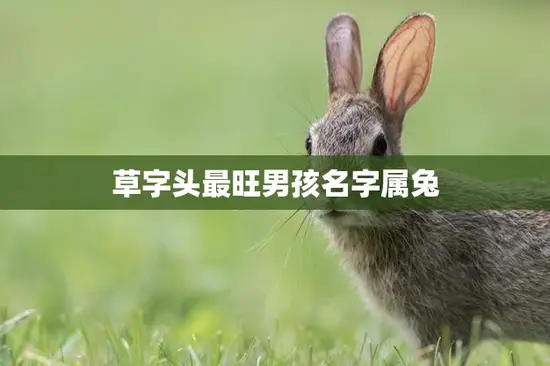 草字头最旺男孩名字属兔(如何选择最佳名字)