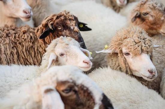 白羊男对于爱而不得的女人(如何释怀)