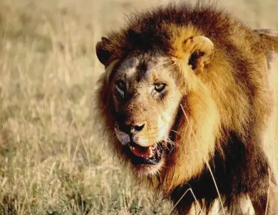 狮子座今日幸运数字组合