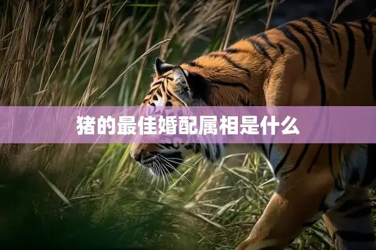 猪的最佳婚配属相是什么(揭秘猪婚姻的黄金搭档)