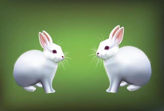 哪个月出生的兔必有二婚(兔年生肖的婚姻命运解析)