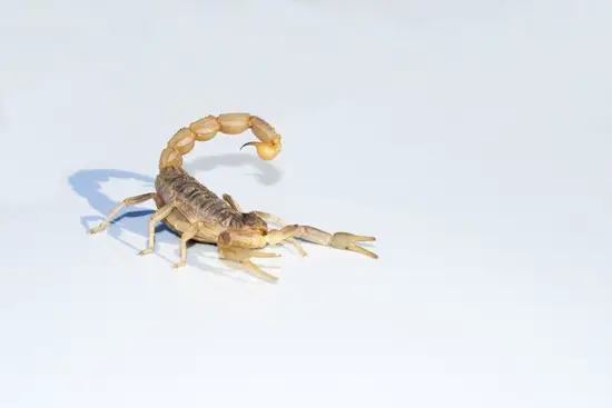 天蝎座喜欢乖的还是野的(星座分析哪种类型更容易抓住天蝎座的心)