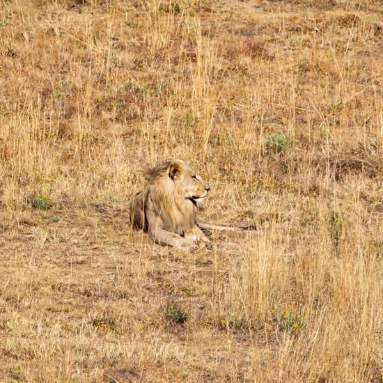 让狮子座乖乖投降的星座(如何征服狮子座的心)