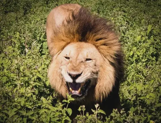 狮子座今日运势示意图