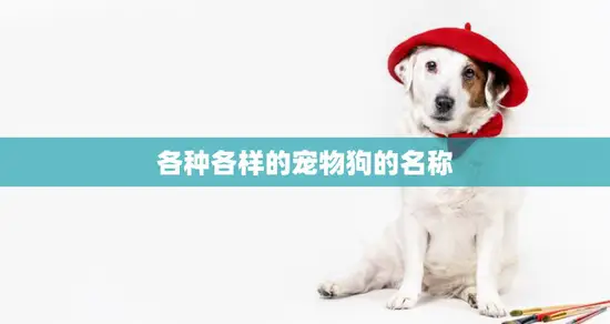 各种各样的宠物狗的名称(你知道几个) 各种各样的宠物狗的名称(你知道几个)