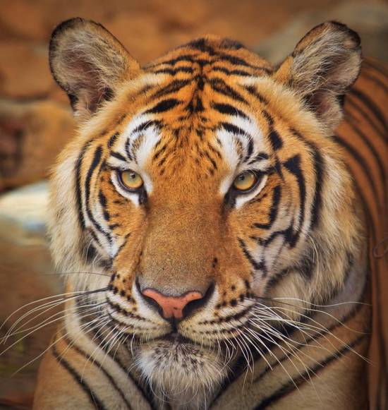 今年生肖虎的运势好不好(如何应对2023年的挑战) 今年生肖虎的运势好不好(如何应对2023年的挑战)