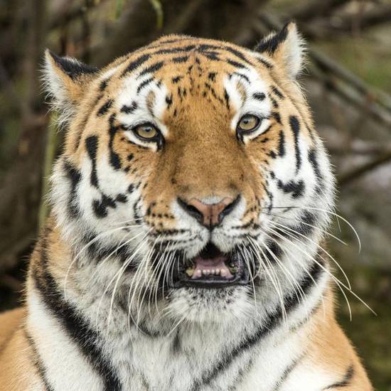 1998年属虎婚姻运势(顺势而为婚姻美满)