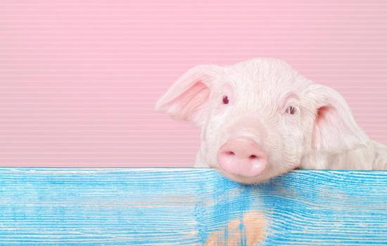 属猪的今年运势免费测试(看看你的2023年运势如何)