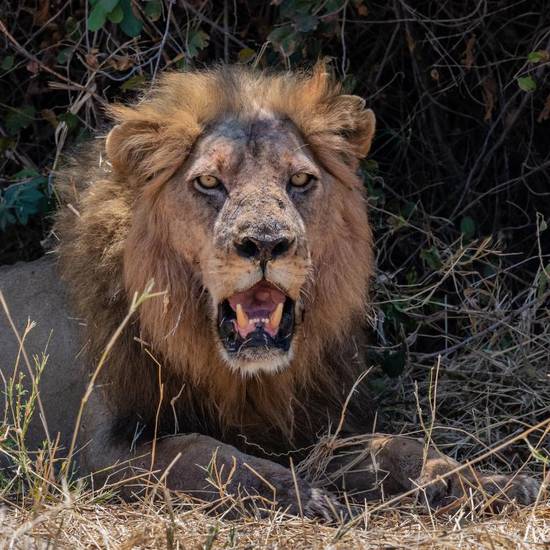 狮子座2024年有三喜(星象预测财运、感情、事业齐飞) 狮子座2024年有三喜(星象预测财运、感情、事业齐飞)