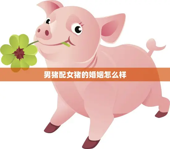 男猪配女猪的婚姻怎么样(幸福美满还是注定悲剧)