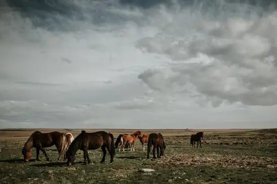 1966年属马今年运势(马到成功财运亨通)