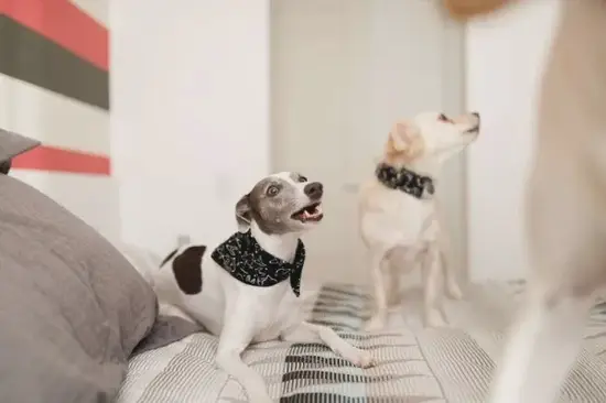 戌狗正确发音示范