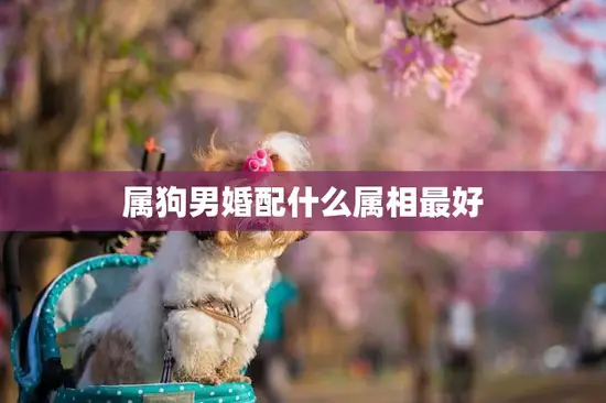 属狗男婚配什么属相最好(如何选择最佳婚配属相)