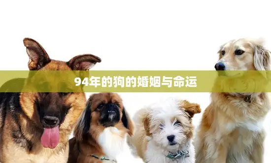 94年的狗的婚姻与命运(命运多舛婚姻幸福)