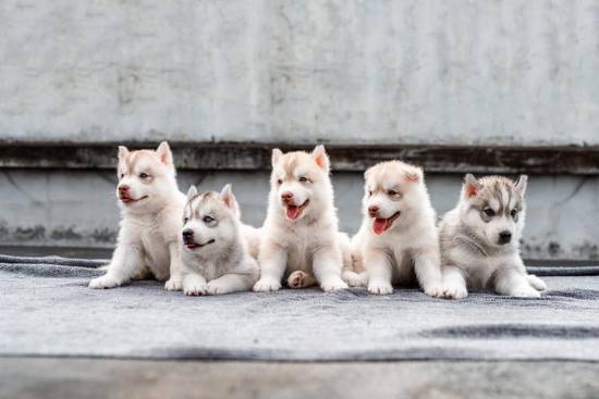 各种各样的宠物狗的名称(你知道几个) 各种各样的宠物狗的名称(你知道几个)