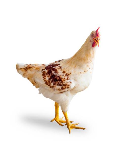 属狗鸡和什么属相最配对(完美配对指南)