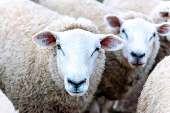 白羊座男生脾气很暴躁吗(揭秘星座真相) 白羊座男生脾气很暴躁吗(揭秘星座真相)