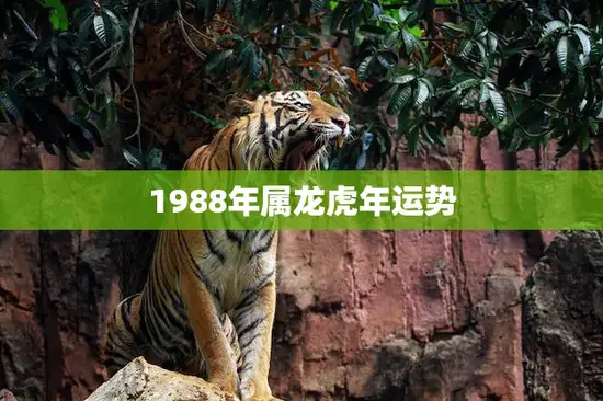 1988年属龙虎年运势(龙虎之年运势如何) 1988年属龙虎年运势(龙虎之年运势如何)