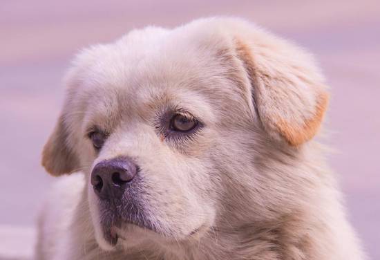 属相狗和狗相配婚姻如何(幸福美满的秘诀)