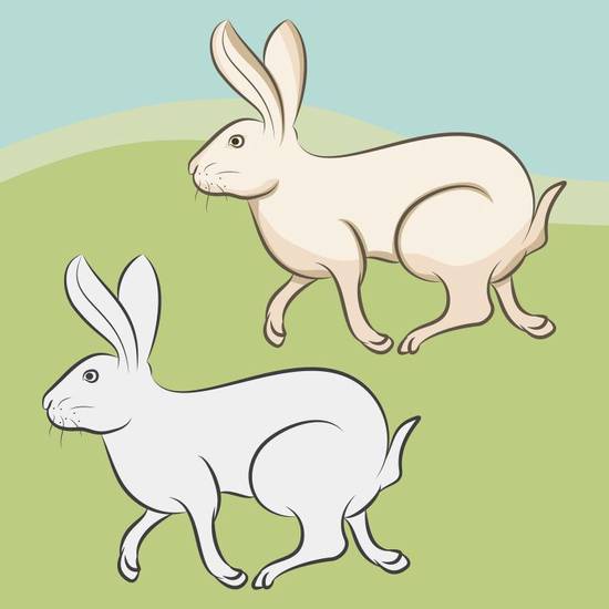 87年兔子和什么属相配(寻找最佳配对) 87年兔子和什么属相配(寻找最佳配对)