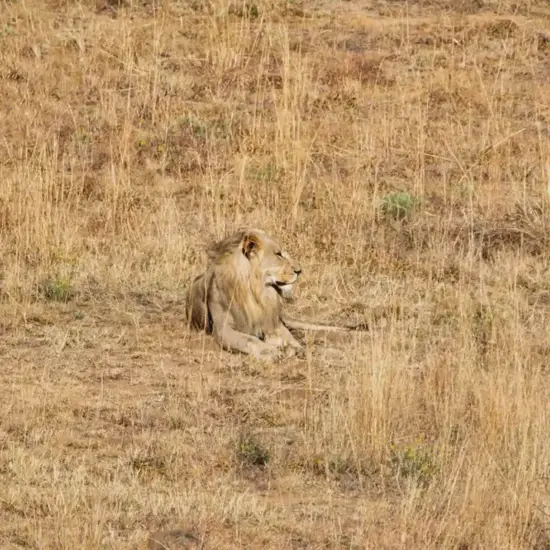 狮子座今日运势解析