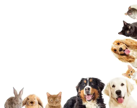 各种各样的宠物狗的名称(你知道几个) 各种各样的宠物狗的名称(你知道几个)