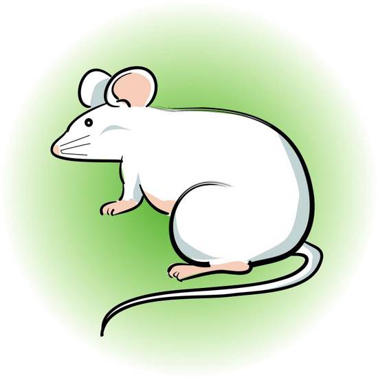 1984年属鼠的人运程(顺风顺水财运亨通)