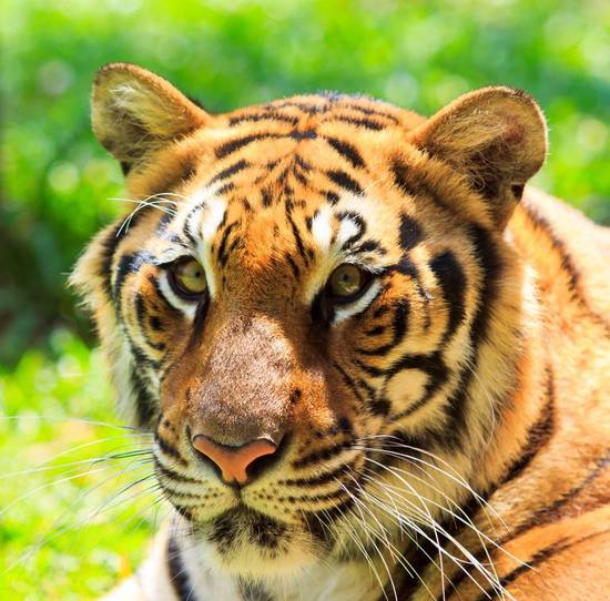 虎人今天运势和财运如何(运势旺盛财运亨通)