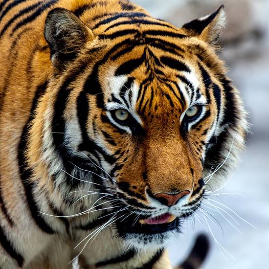 属虎的2023年多少岁(猛虎再现岁数如何计算) 属虎的2023年多少岁(猛虎再现岁数如何计算)