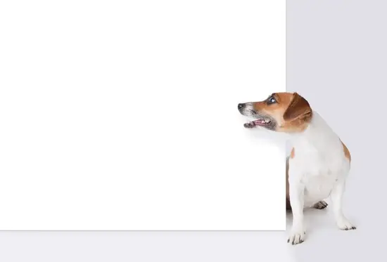 60年代属狗的今年多大(狗年到60年代出生的狗狗们几岁了)