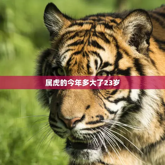 属虎的今年多大了23岁(如何在新的一年里迎接挑战) 属虎的今年多大了23岁(如何在新的一年里迎接挑战)
