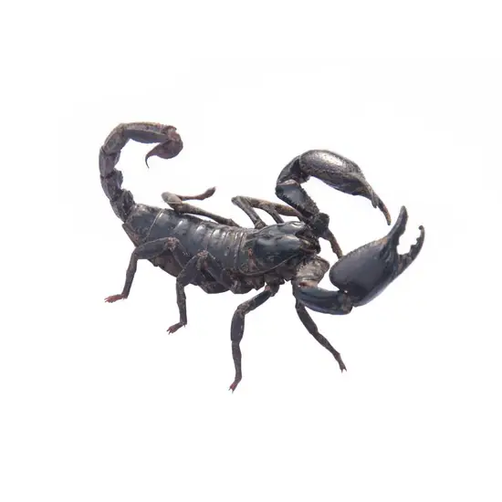 2023年天蝎座5月运势(财运亨通感情稳定)