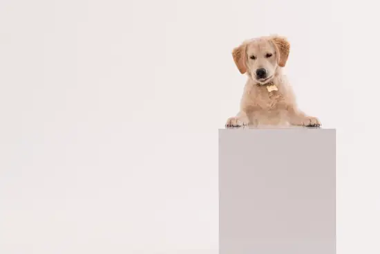 1970年属狗命运如何(狗年旺运财运亨通)