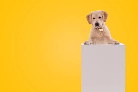 狗属相相克相害相冲(如何化解)