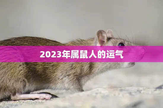 2023年属鼠人的运气(展望财运旺盛事业有成)