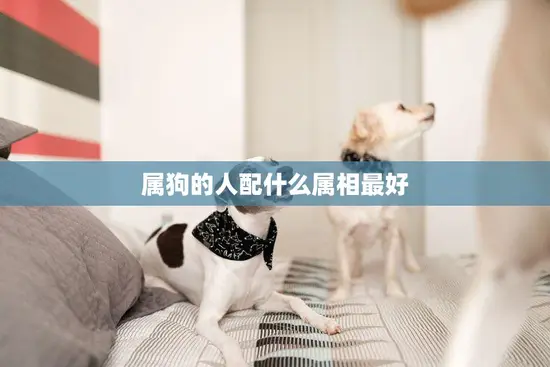 属狗的人配什么属相最好(如何选择最佳配偶)
