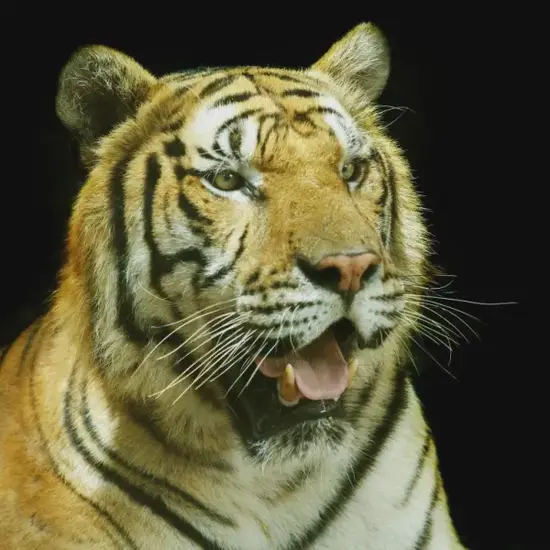 生肖虎今日贵人方位