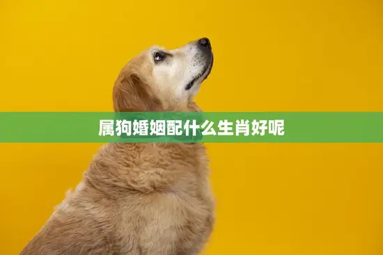 属狗婚姻配什么生肖好呢(如何选择最佳配偶)