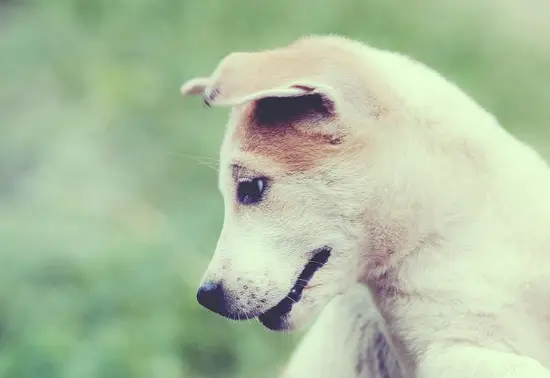 94年的狗的婚姻与命运(命运多舛婚姻幸福)