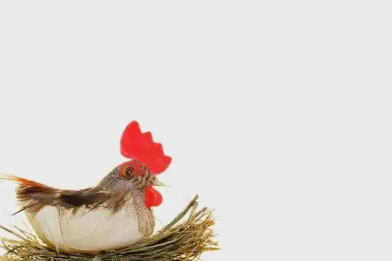 生肖鸡今日运势图解